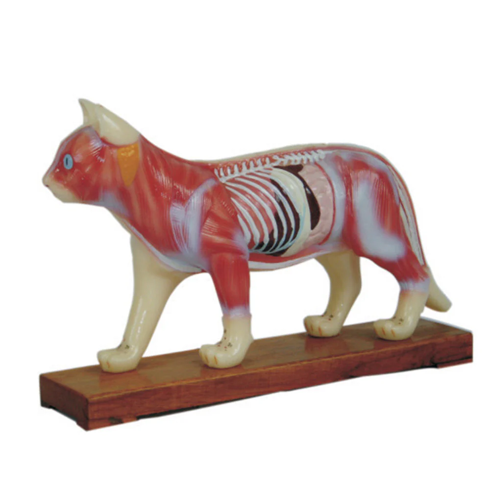 66fit Cat Acupuncture Model - Image 3