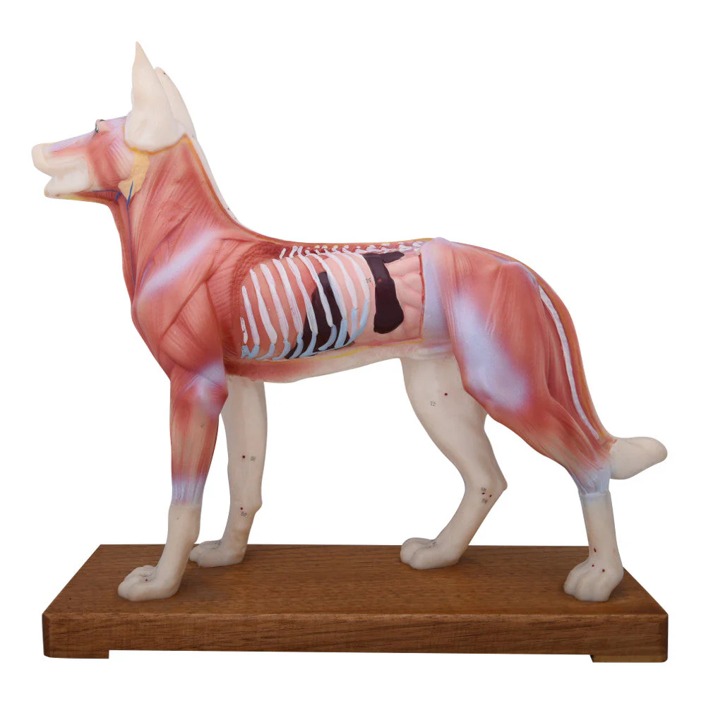 66fit Dog Acupuncture Model - Image 3