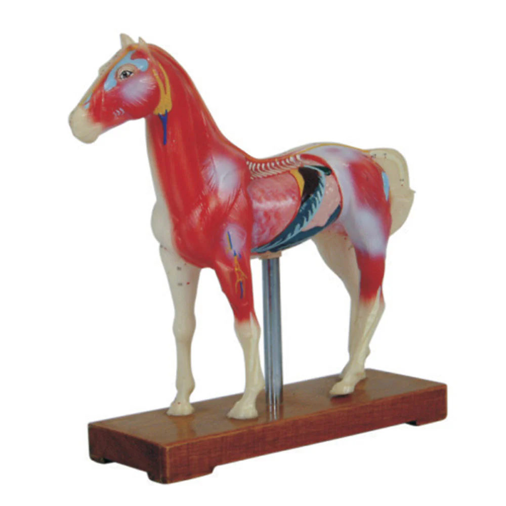 66fit Horse Acupuncture Model - Image 3