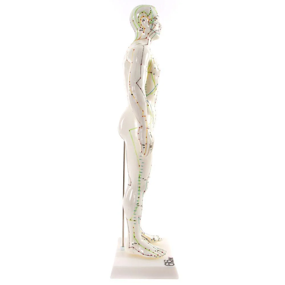 66fit Male Acupuncture Model - 50cm - Image 3