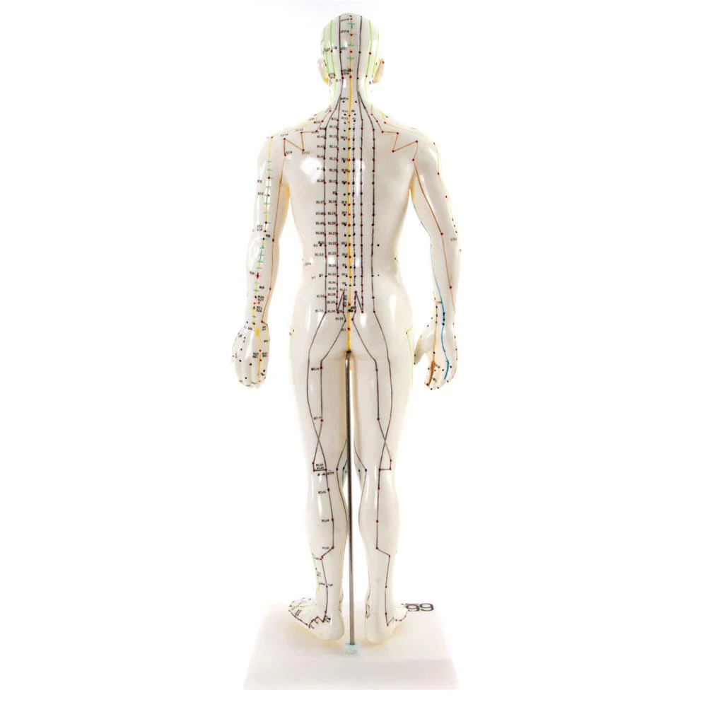 66fit Male Acupuncture Model - 50cm - Image 4