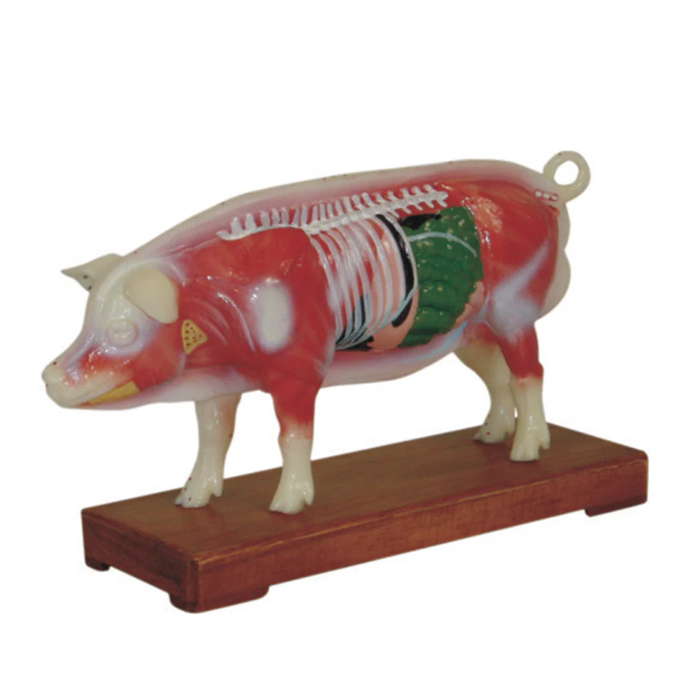 66fit Pig Acupuncture Model - Image 3